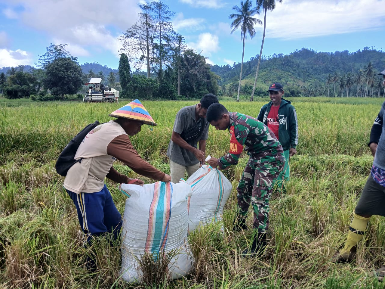 Pratu Melky Dampingi Panen Padi Sawah Situbagendit di Desa Ilotunggula