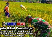 Babinsa Koramil 1314-03/Sumalata Dampingi Panen Padi Dalam Rangka Ketahanan Pangan