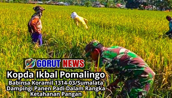 Babinsa Koramil 1314-03/Sumalata Dampingi Panen Padi Dalam Rangka Ketahanan Pangan