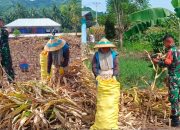 Babinsa Pratu Rolin Dampingi Petani Panen Jagung di Desa Molangga