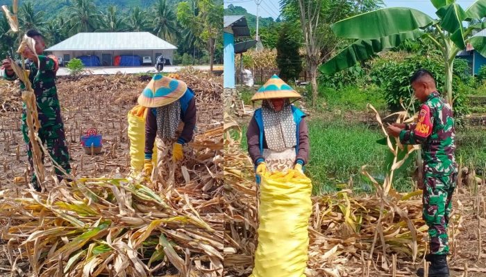 Babinsa Pratu Rolin Dampingi Petani Panen Jagung di Desa Molangga