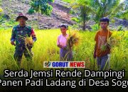 Serda Jemsi Rende Dampingi Panen Padi Ladang di Desa Sogu