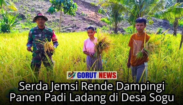 Serda Jemsi Rende Dampingi Panen Padi Ladang di Desa Sogu