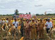 Babinsa Sertu Sugeng Wakili Danramil 1314-02/Atinggola di Panen Raya Jagung Bisi 235 Macho