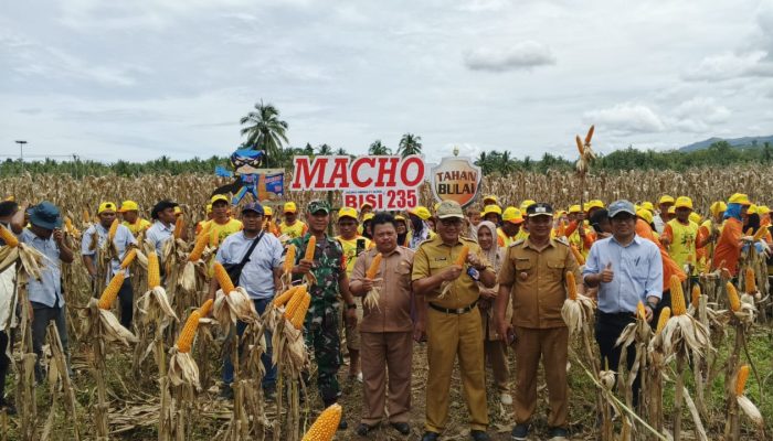Babinsa Sertu Sugeng Wakili Danramil 1314-02/Atinggola di Panen Raya Jagung Bisi 235 Macho