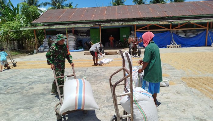 Sertu Amandus Bantu Petani Jemur Padi