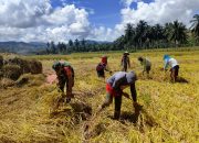 Serma Mody Dampingi Kelompok Tani Iloheluma 1 Panen Padi Sawah