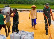 TNI Hadir untuk Petani, Babinsa Sumalata Terlibat dalam Proses Jemur Padi
