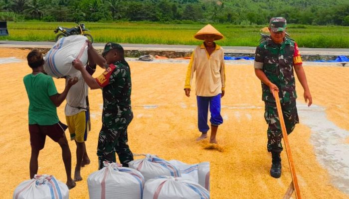 TNI Hadir untuk Petani, Babinsa Sumalata Terlibat dalam Proses Jemur Padi