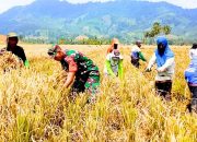 Babinsa Koramil Atinggola Dampingi Petani Panen Padi di Gentuma