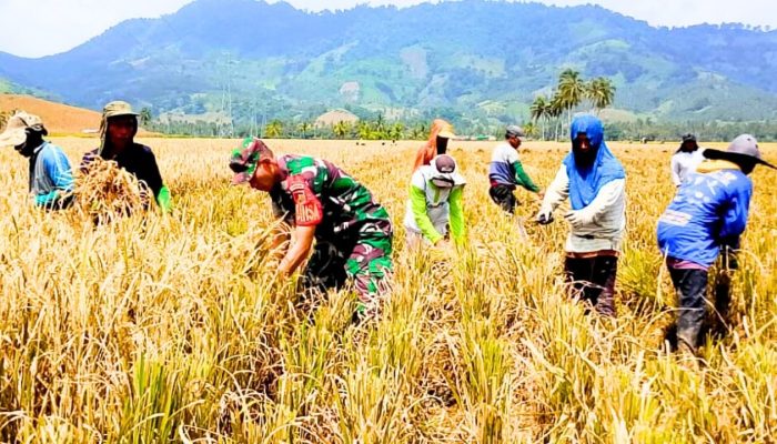 Babinsa Koramil Atinggola Dampingi Petani Panen Padi di Gentuma