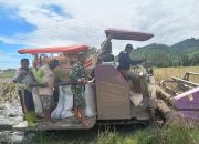 Babinsa Sumalata Dampingi Panen Padi Kelompok Tani Maju Bersama di Tolite Jaya