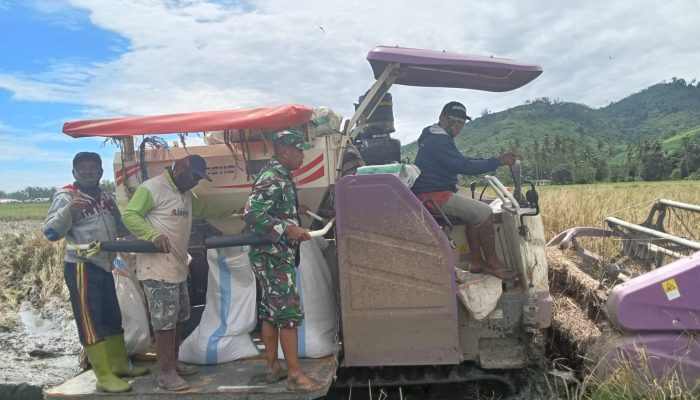 Babinsa Sumalata Dampingi Panen Padi Kelompok Tani Maju Bersama di Tolite Jaya