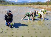 Pendampingan Ketahanan Pangan oleh Babinsa Serma Mody di Desa Motomingo