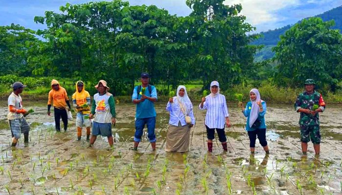 Babinsa Dampingi Tim Kementan Cek LTT di Sumalata