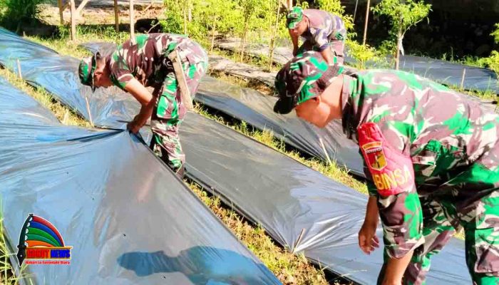 Koramil Kwandang Siapkan Lahan Cabai dan Terong, Dukung Ketahanan Pangan