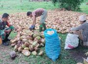 Babinsa Koramil Kwandang Aktif dalam Komsos, Dampingi Warga Bikin Kopra Berkualitas