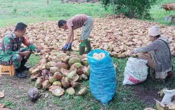 Babinsa Koramil Kwandang Aktif dalam Komsos, Dampingi Warga Bikin Kopra Berkualitas