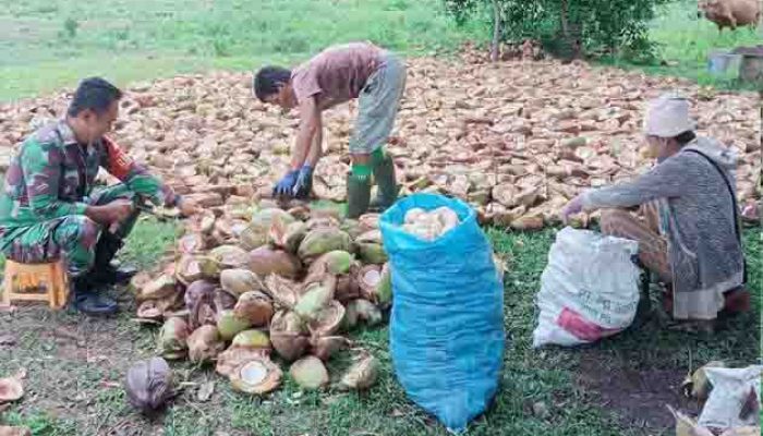 Babinsa Koramil Kwandang Aktif dalam Komsos, Dampingi Warga Bikin Kopra Berkualitas