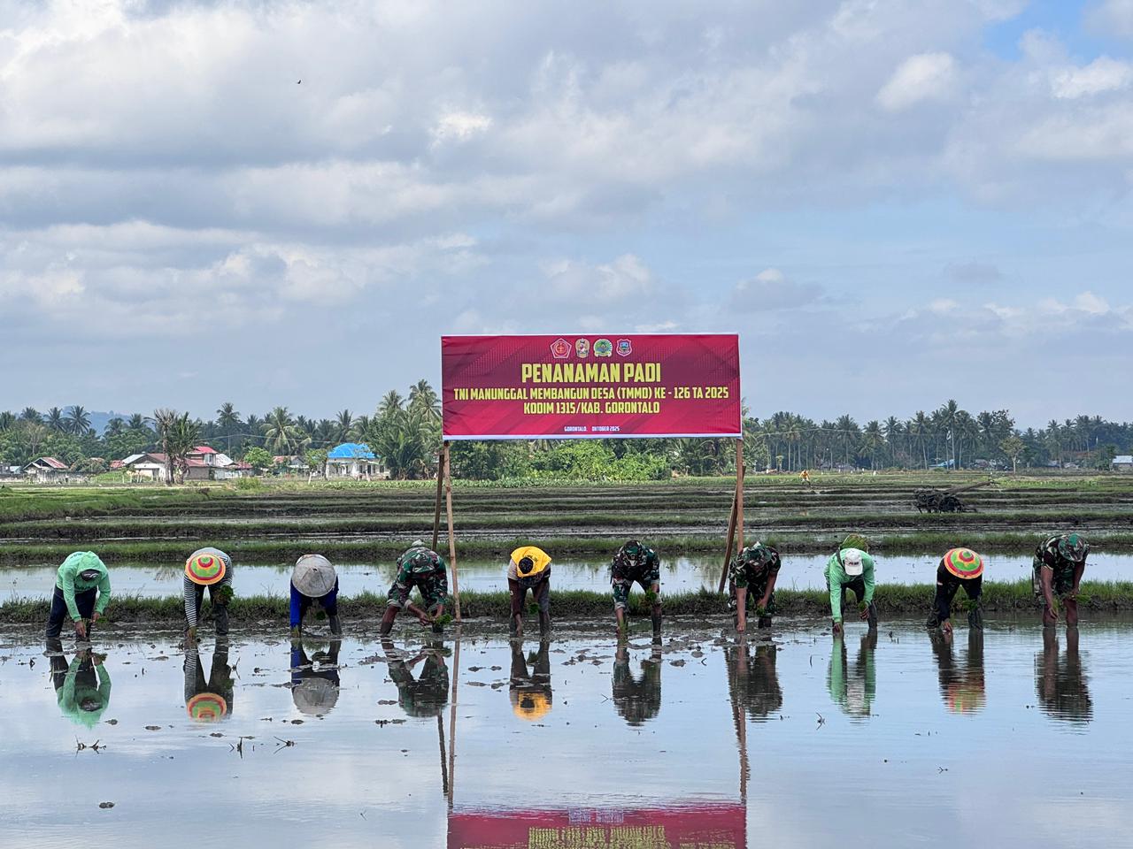 Satgas TMMD 126 dan Warga Bongomeme Tanam Padi Bersama, Simbol Persatuan TNI-Rakyat