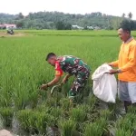 Babinsa Koramil Kwandang Dampingi Petani Tingkatkan Pertumbuhan Padi