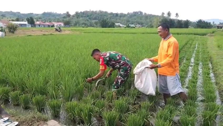 Babinsa Koramil Kwandang Dampingi Petani Tingkatkan Pertumbuhan Padi