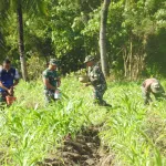 Dandim Gorut Pimpin Pemupukan Jagung di Lahan Kompi Produksi Kodim 1314/Gorut
