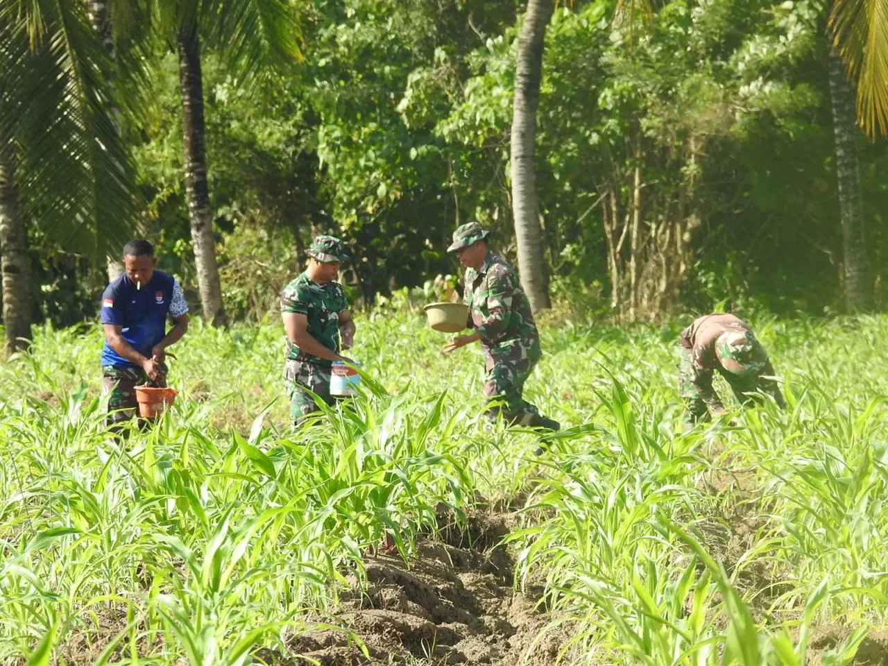Dandim Gorut Pimpin Pemupukan Jagung di Lahan Kompi Produksi Kodim 1314/Gorut