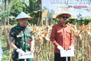 Kasrem 133/NW Hadiri Panen Jagung Serentak Dukung Swasembada Pangan