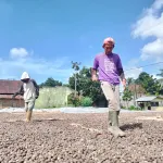 Kerja Keras Jemur Kemiri di Tengah Terik Matahari Gorontalo