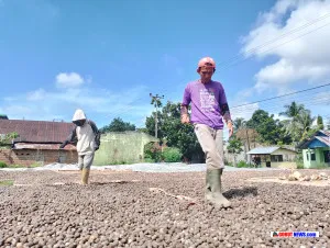 Kerja Keras Jemur Kemiri di Tengah Terik Matahari Gorontalo