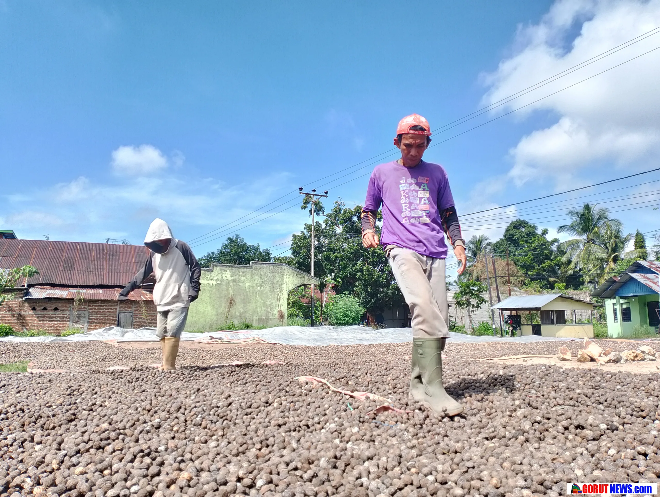 Kerja Keras Jemur Kemiri di Tengah Terik Matahari Gorontalo
