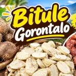 Mengenal Bitule, Umbi Tradisional Gorontalo yang Kaya Manfaat